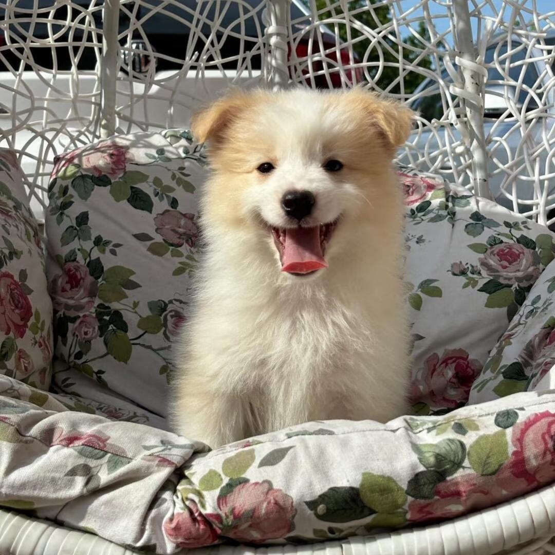 雄狮