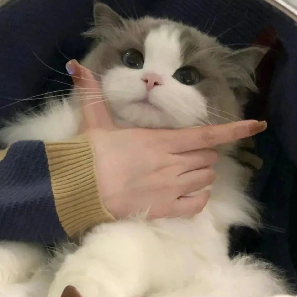 OY可乐是只猫