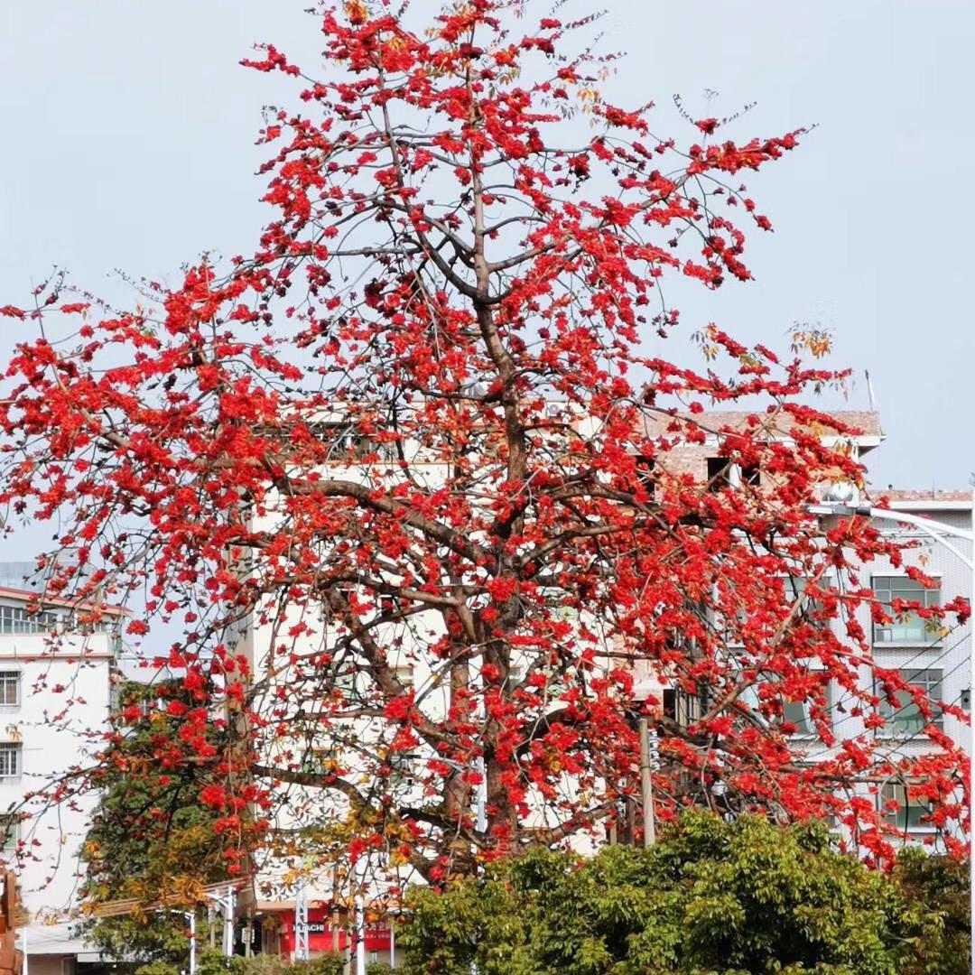 惠惠