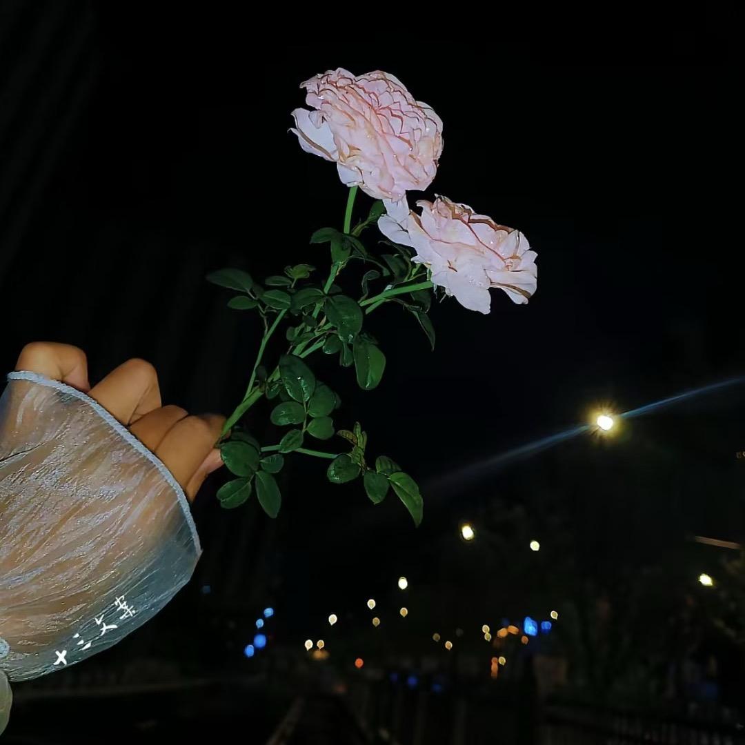 ᭄🕊 㜂孞 ꯭᭄꯭ꦿ࿐