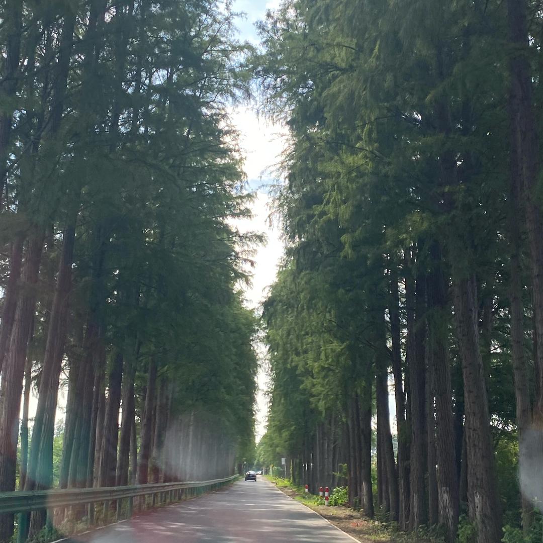 风中凌乱的狗尾巴草