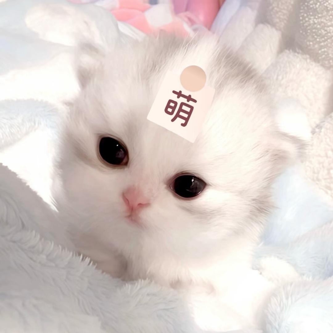 兔儿