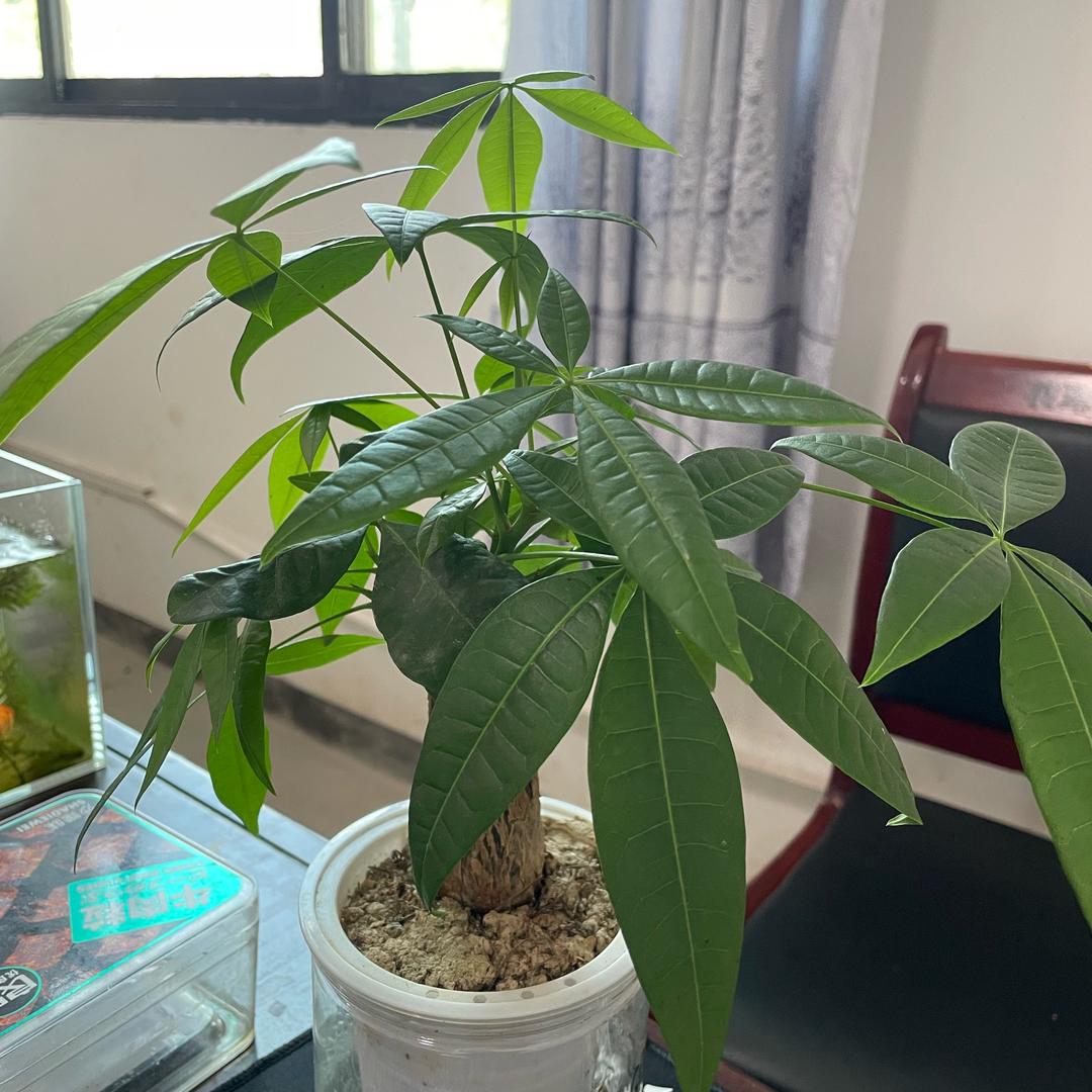 徐歌清唱🫗轻轻唱