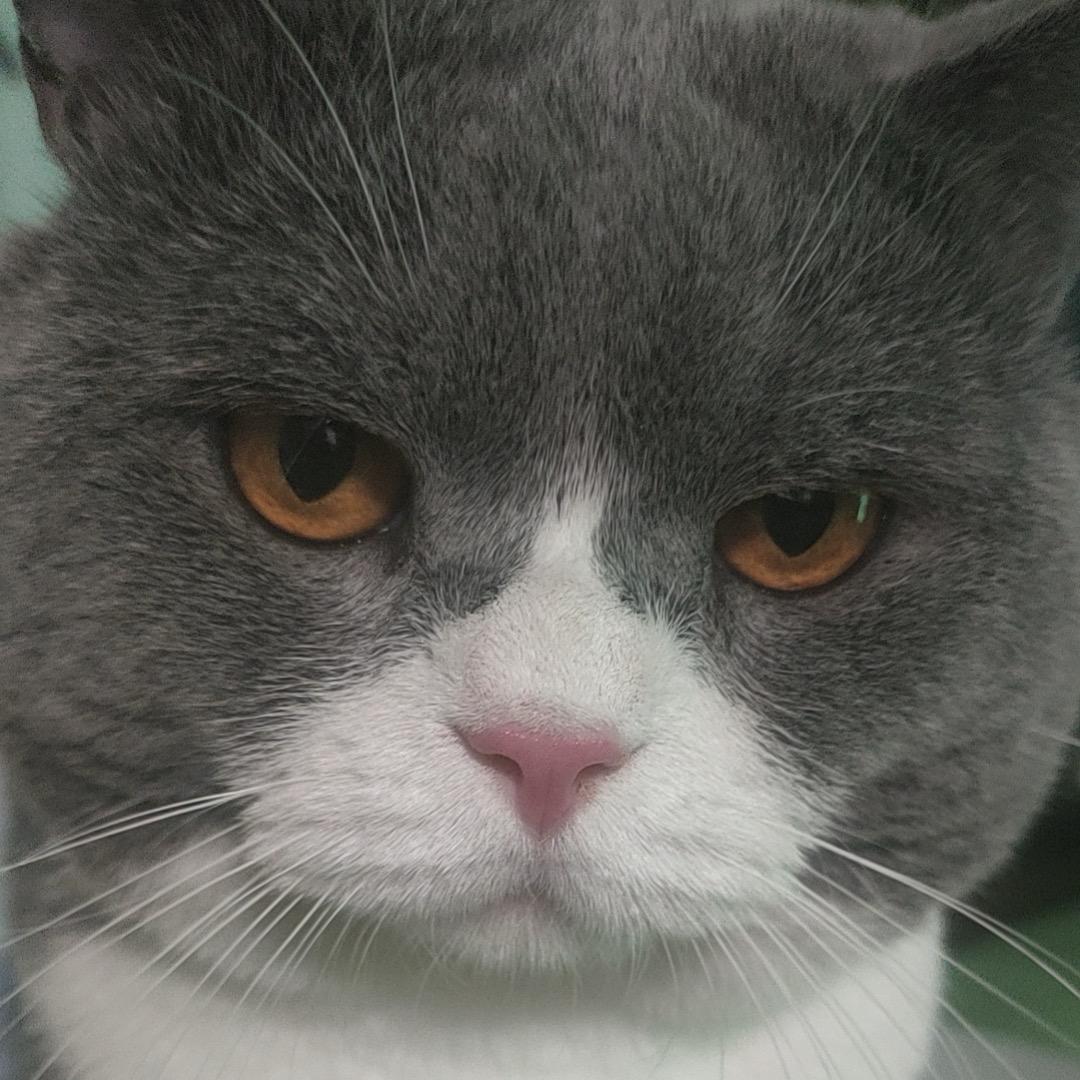 养猫大强子