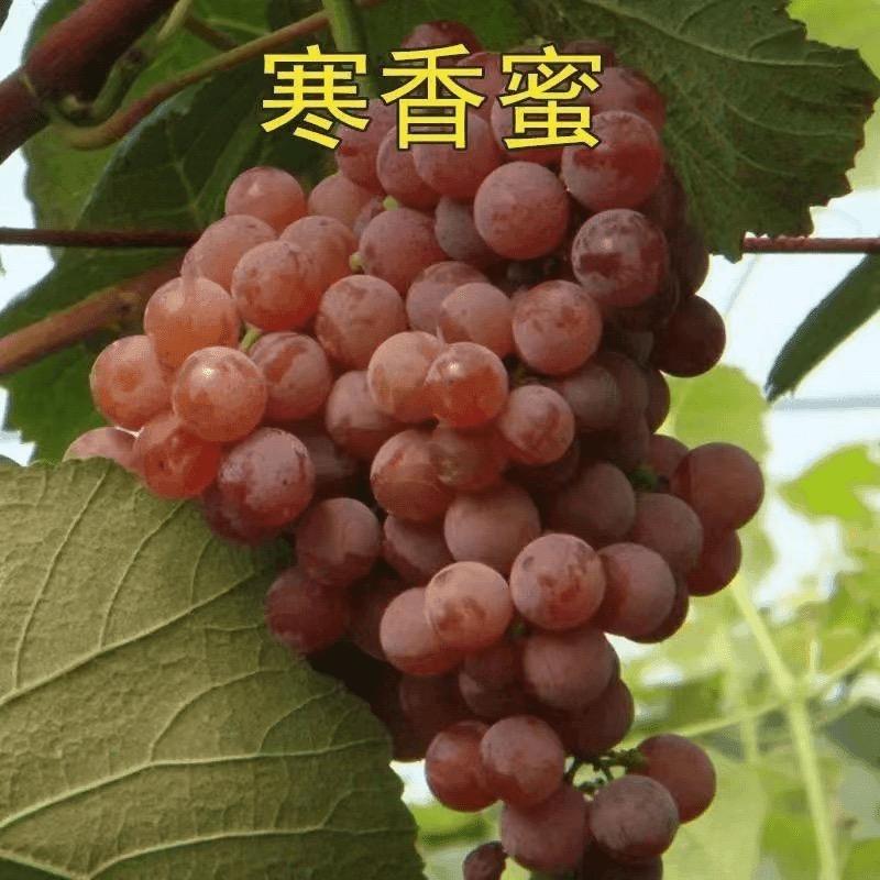 迈啃吱园艺旗舰店