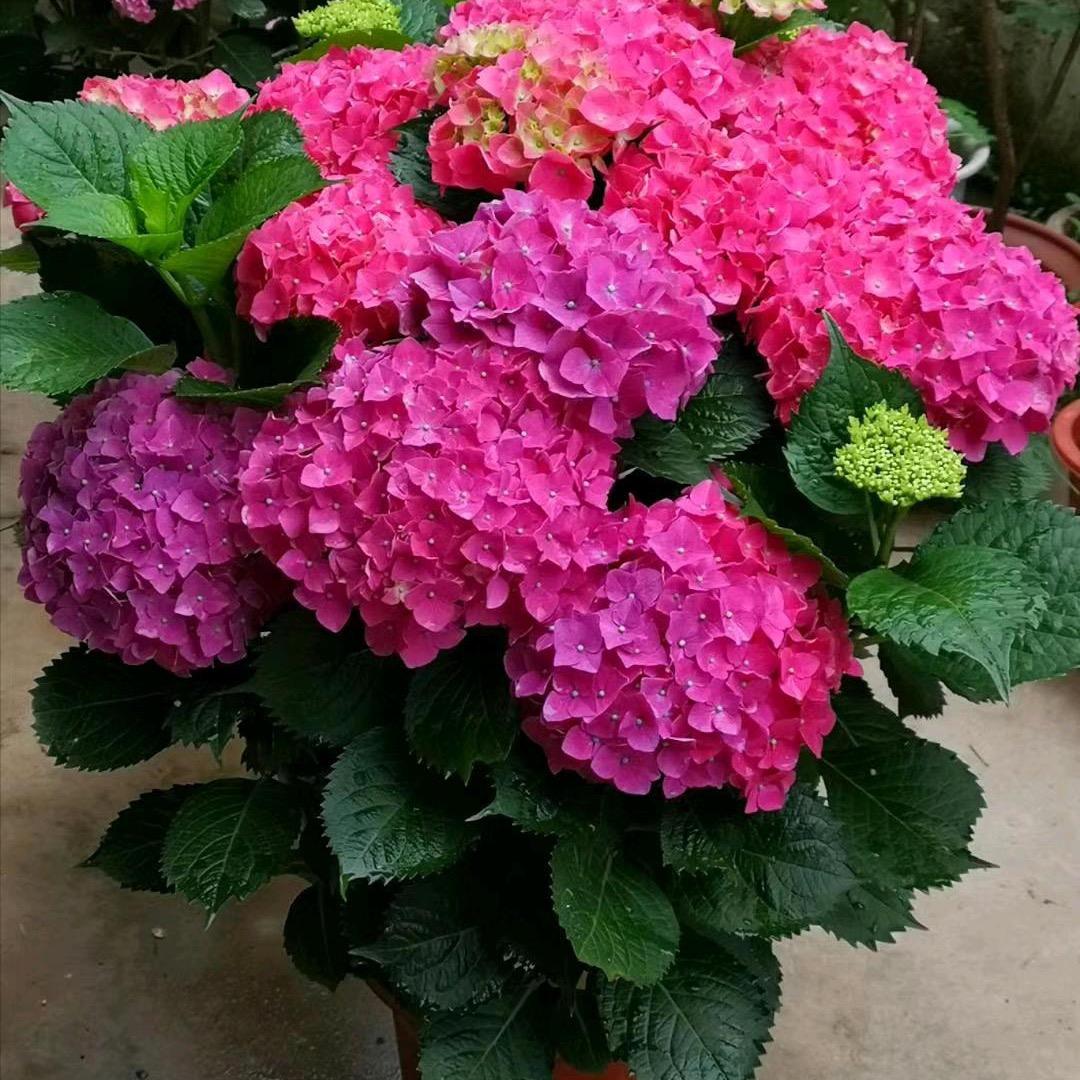 艺草花匠