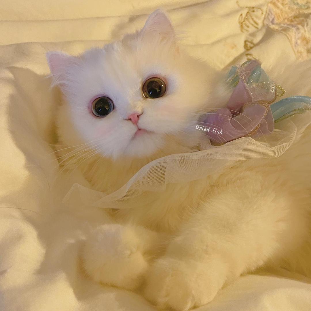 Q宠猫舍