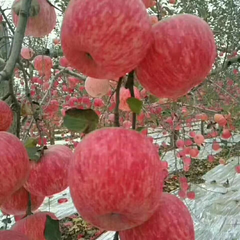 胶东特产馆烟台玲家果园