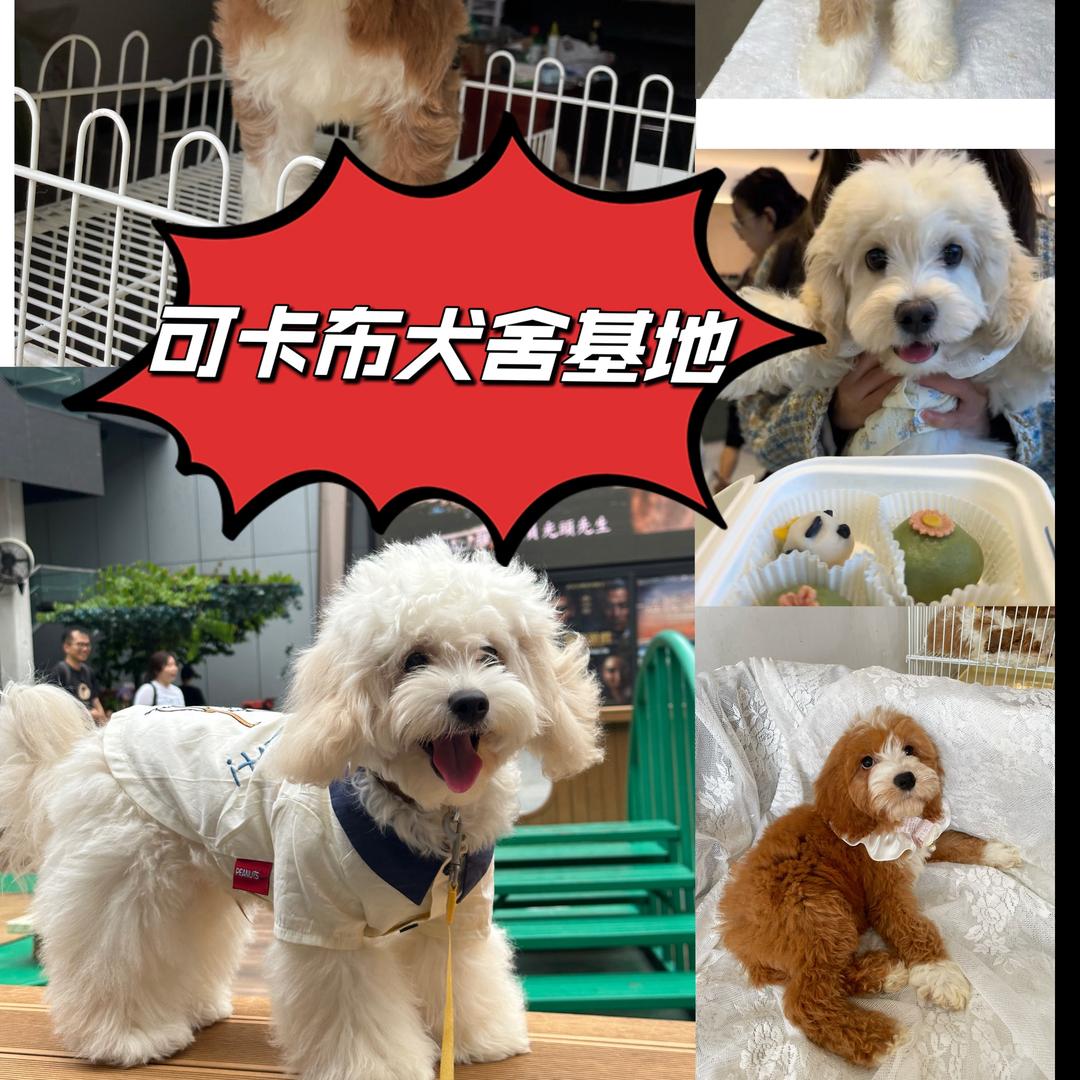 广东混血萌宠pet