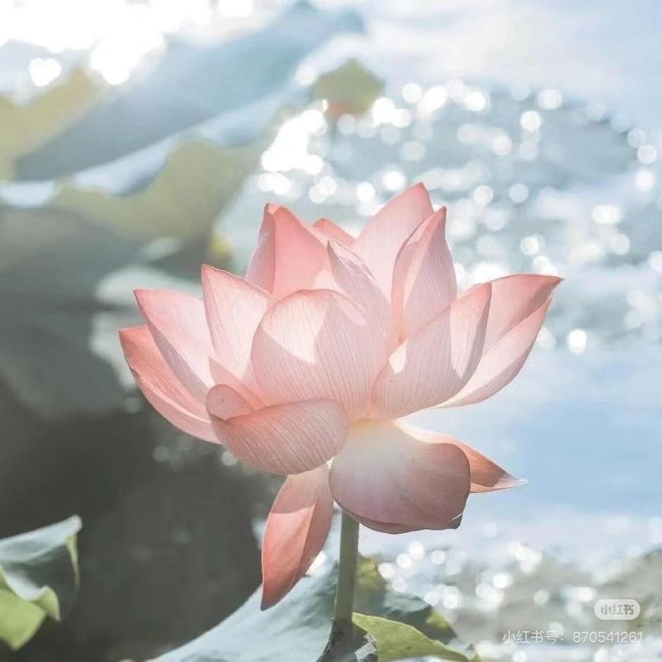 荷花🪷