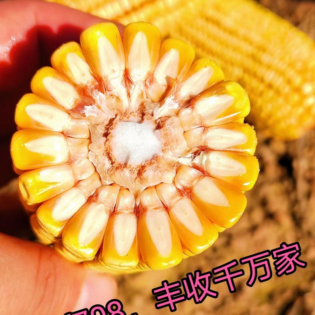 宜路农业小林子