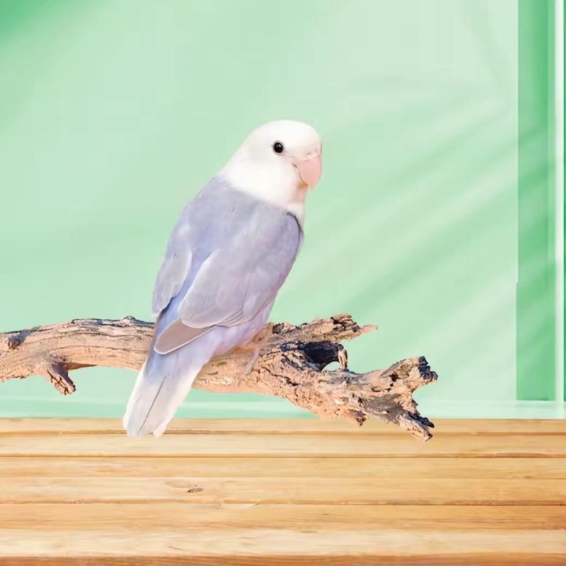 商丘翱翔鹦鹉养殖场萌宠小屋