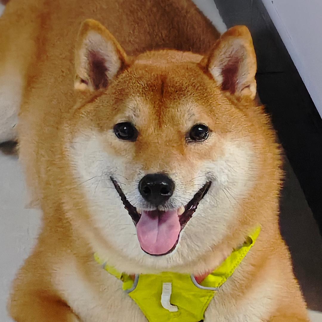 🌟