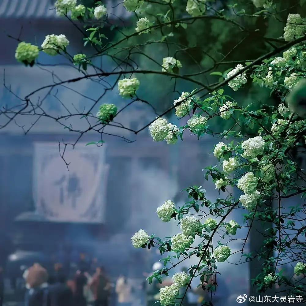 嵩山安心康养