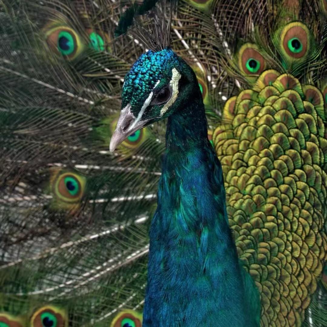 胖虎闲不住🐯（北京顺义虎乐园）