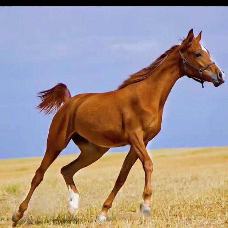 奥八马🐴