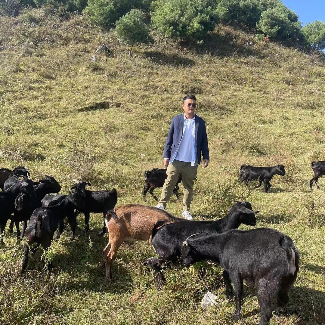 小李～活羊交易批发