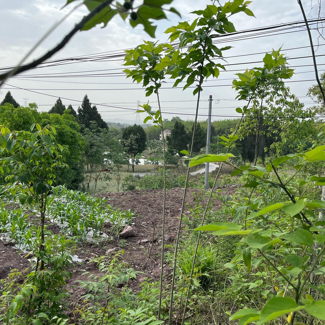乡村楼得划