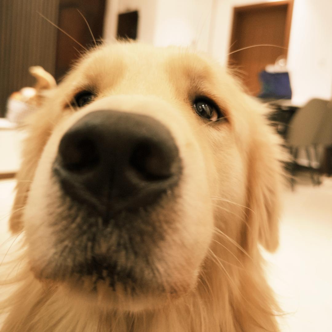 迷人的小鸡毛