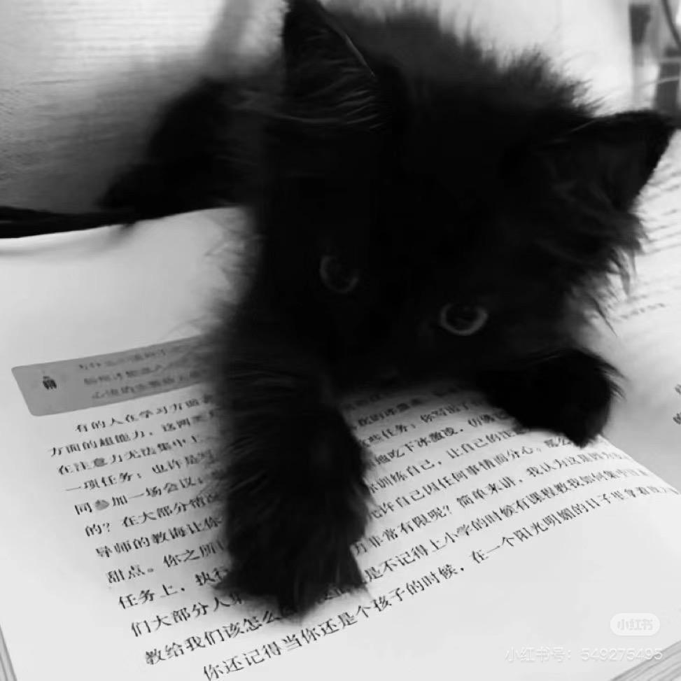 轩子