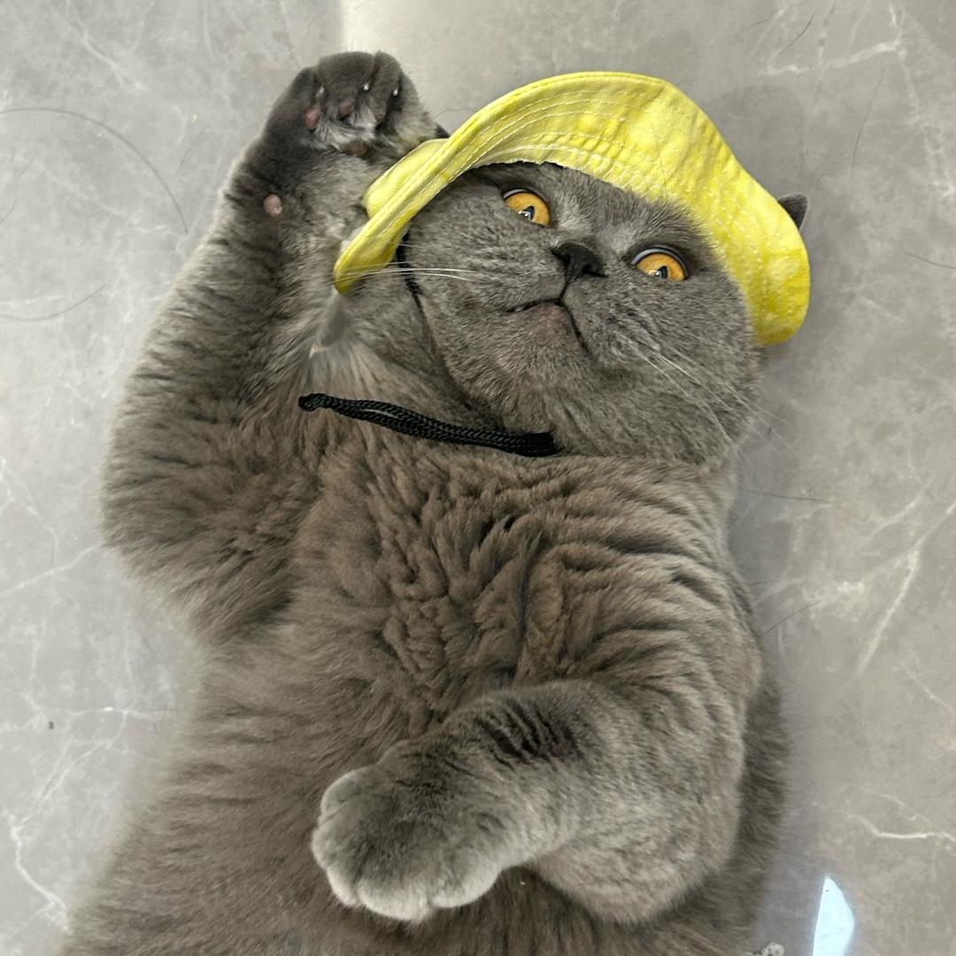 大款是猪