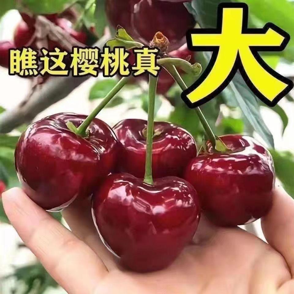 立始特林迪果树苗木专卖店