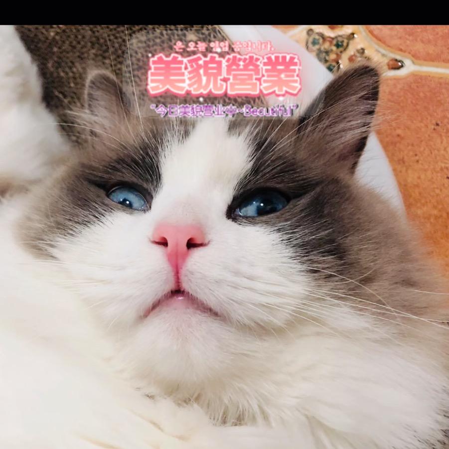 七宝爸爸不泡茶
