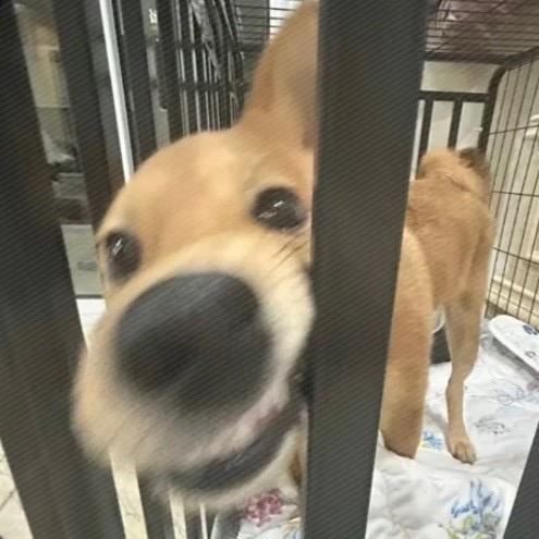 不吃了