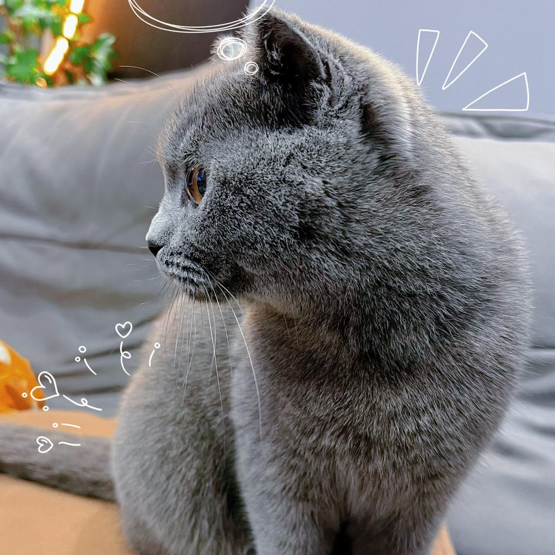布丁是只小懒猫