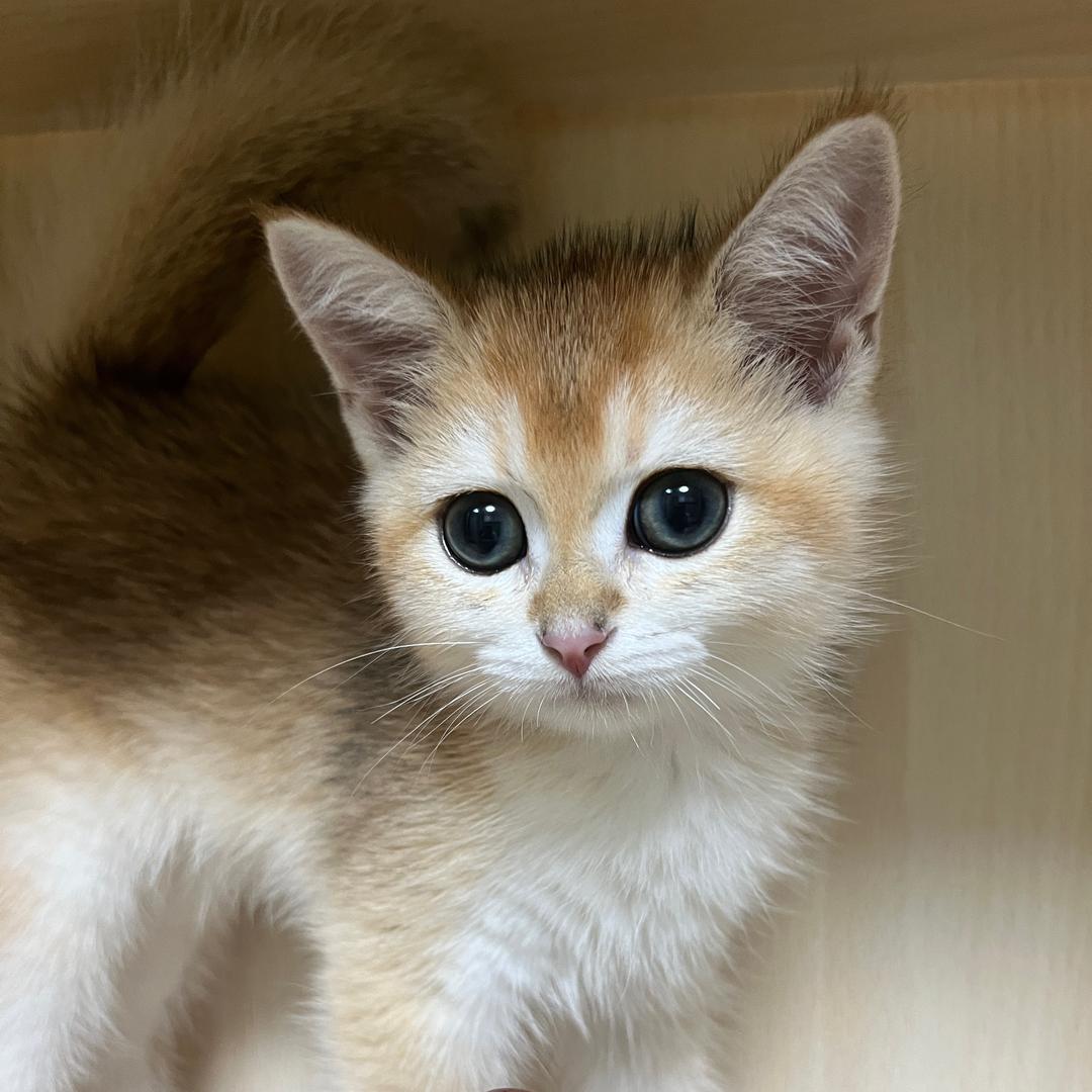 李金豆是只金渐层