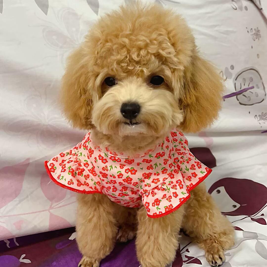 是布丁妹妹呀