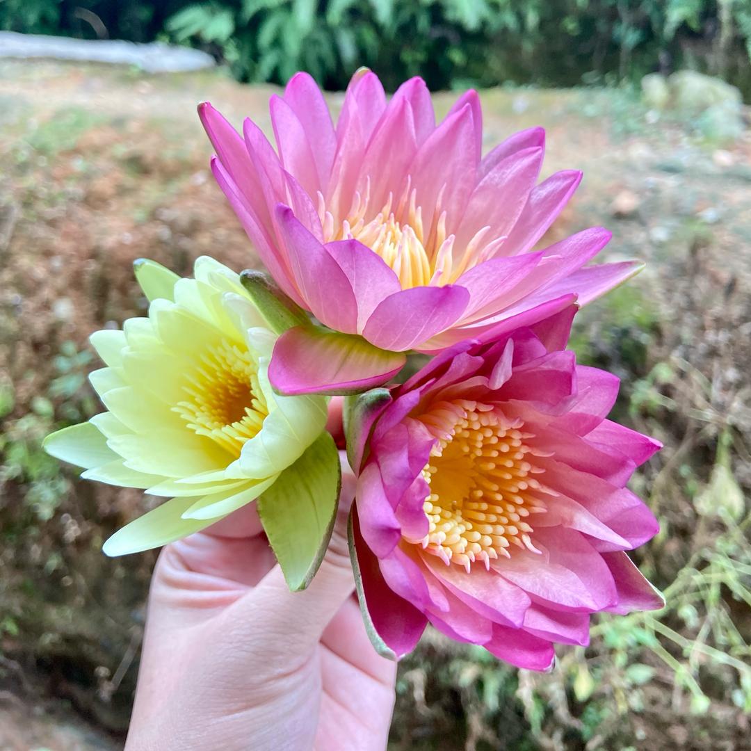 我嚓