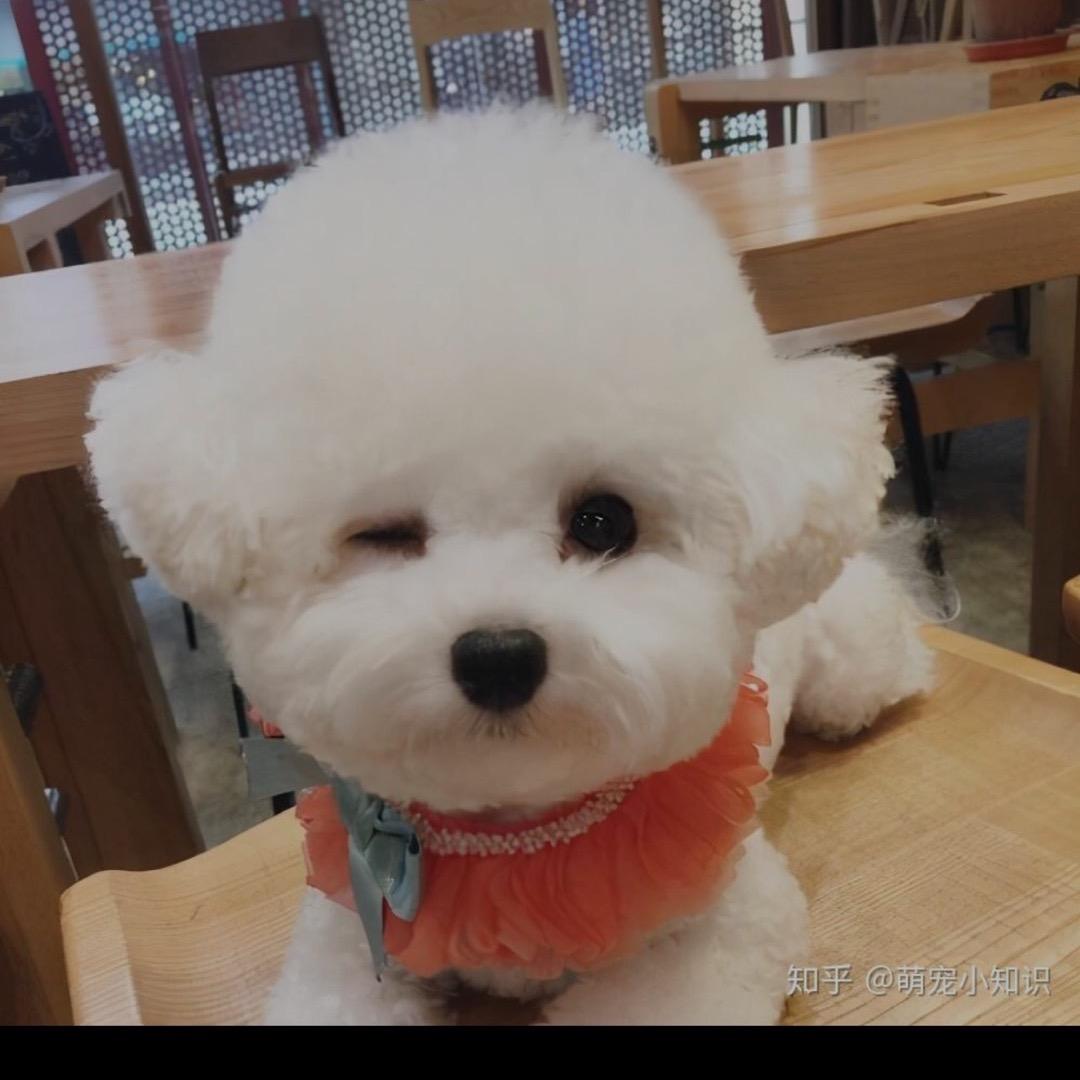 倩倩宠物狗实体店