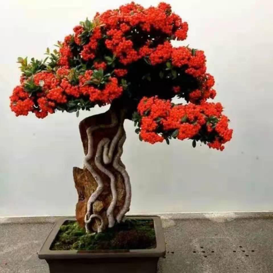 盆景小徐