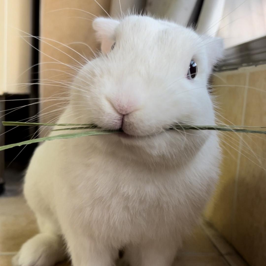 开心果小白