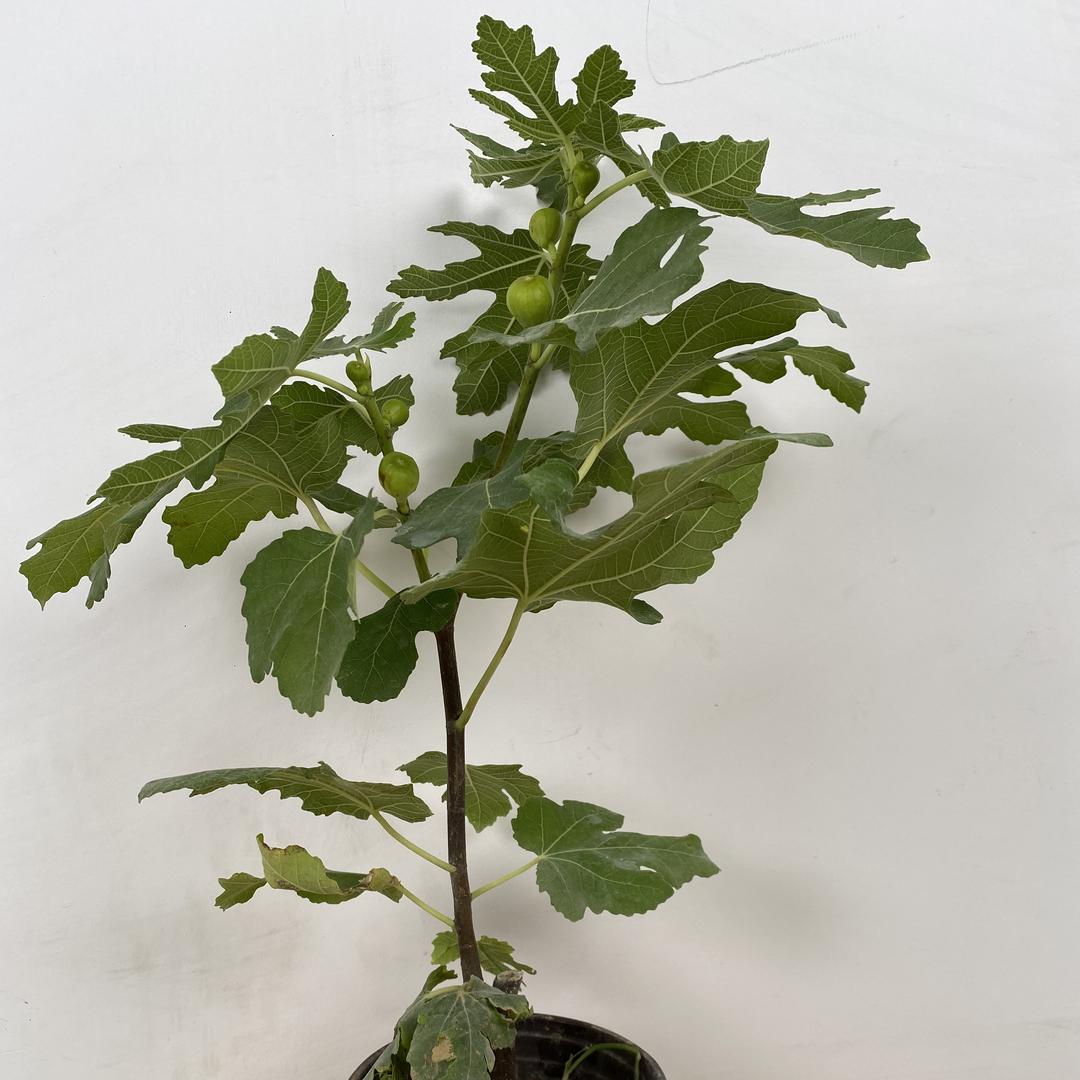 乐彩芙甜果树苗木专卖店