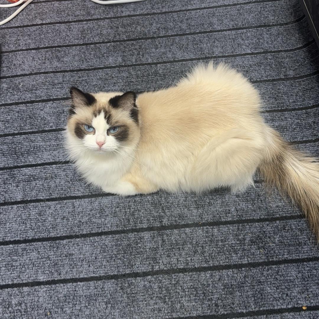 张张学姐带你考研上岸