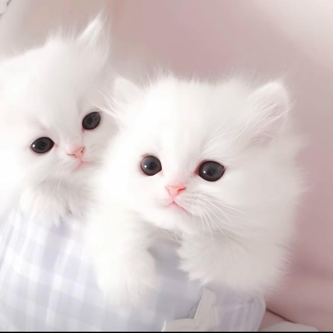 佳.