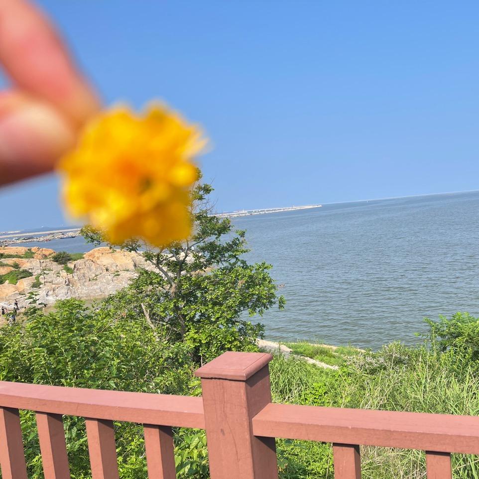 香草芳菲