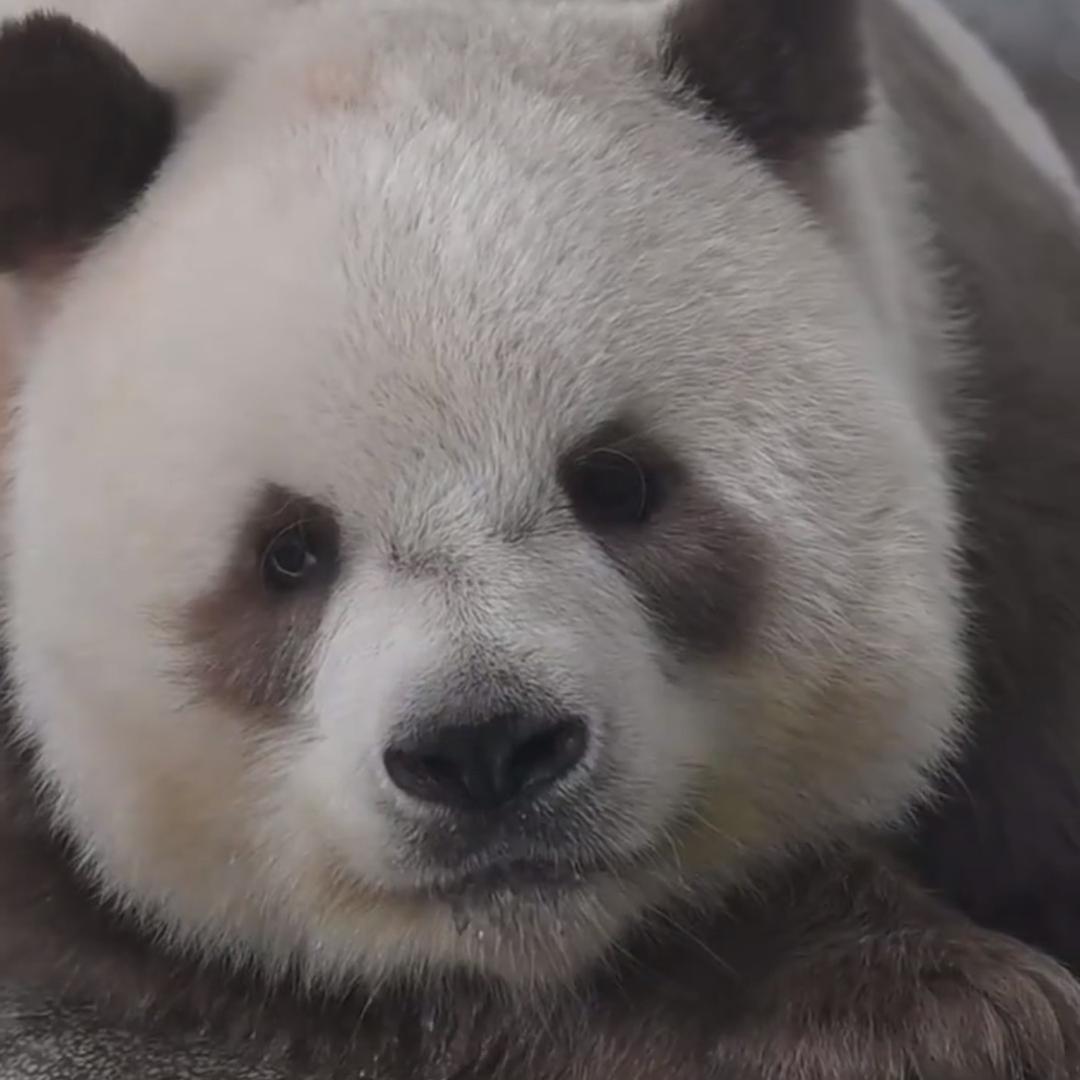 情不情