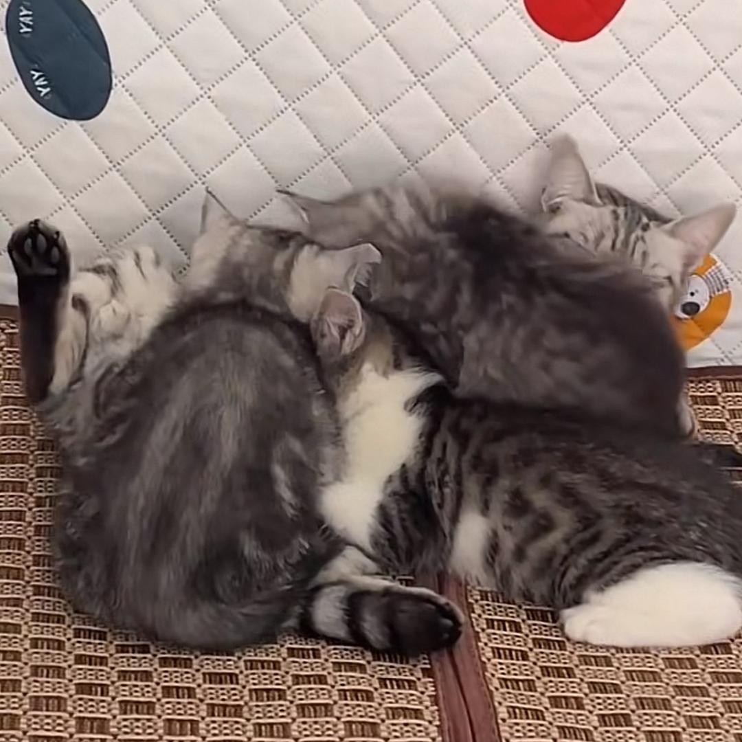 @大狮子是一只喵🦁️