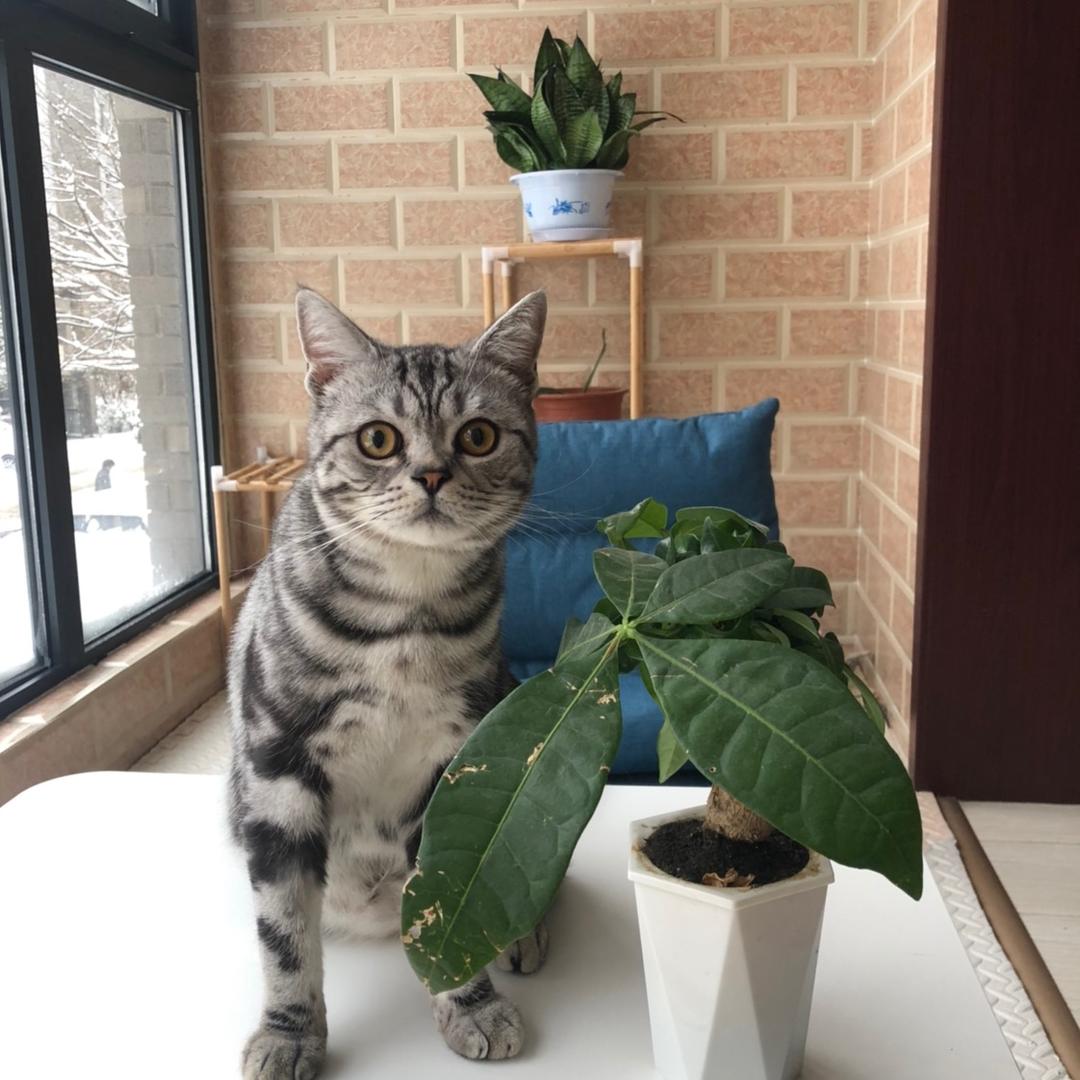 跑酷路飞和蹦豆