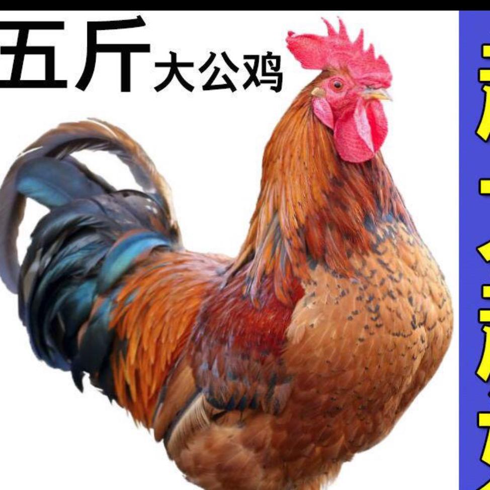 連平隆街鎮光頭強養殖場