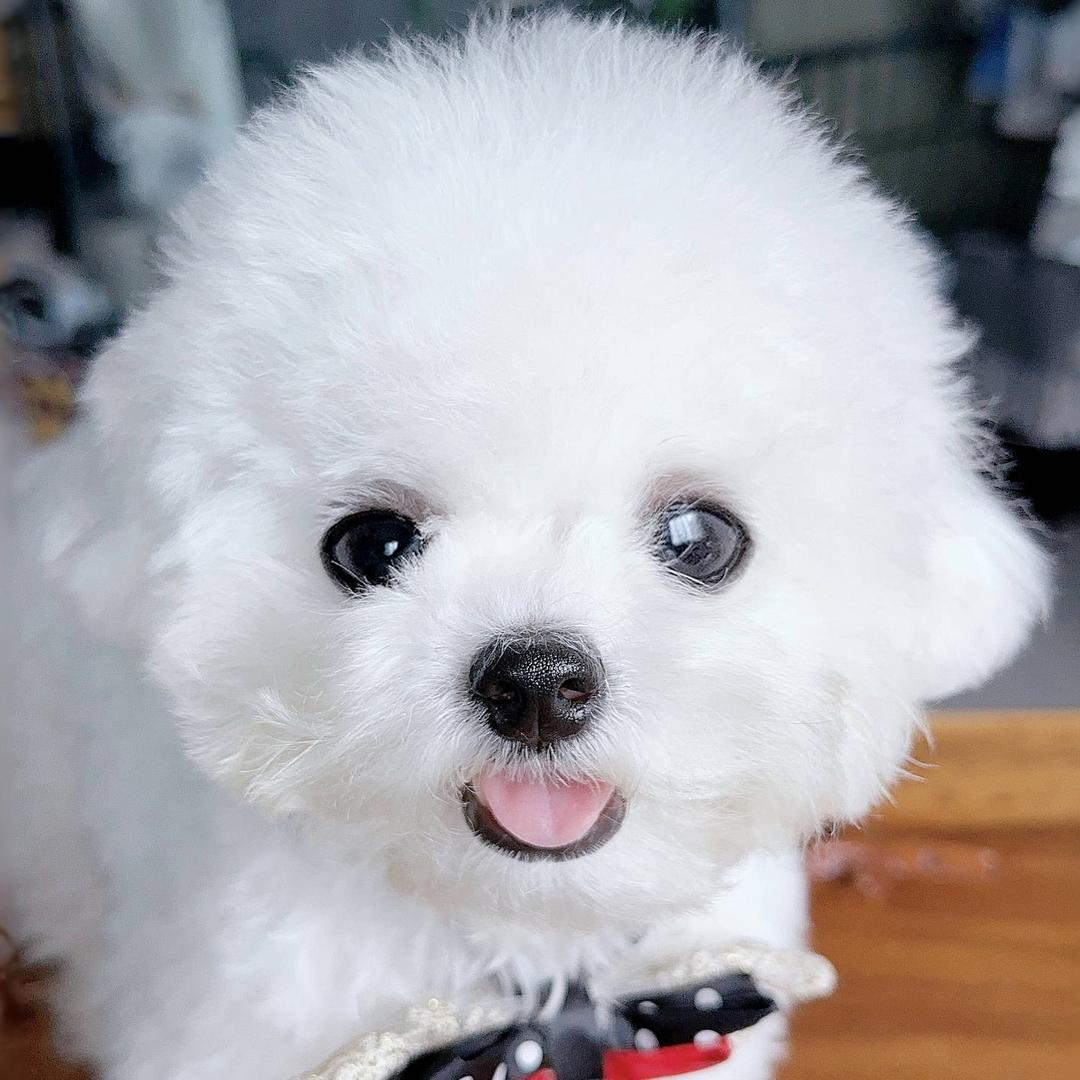 雷哥鉴比熊（30000只比熊经验更专业）