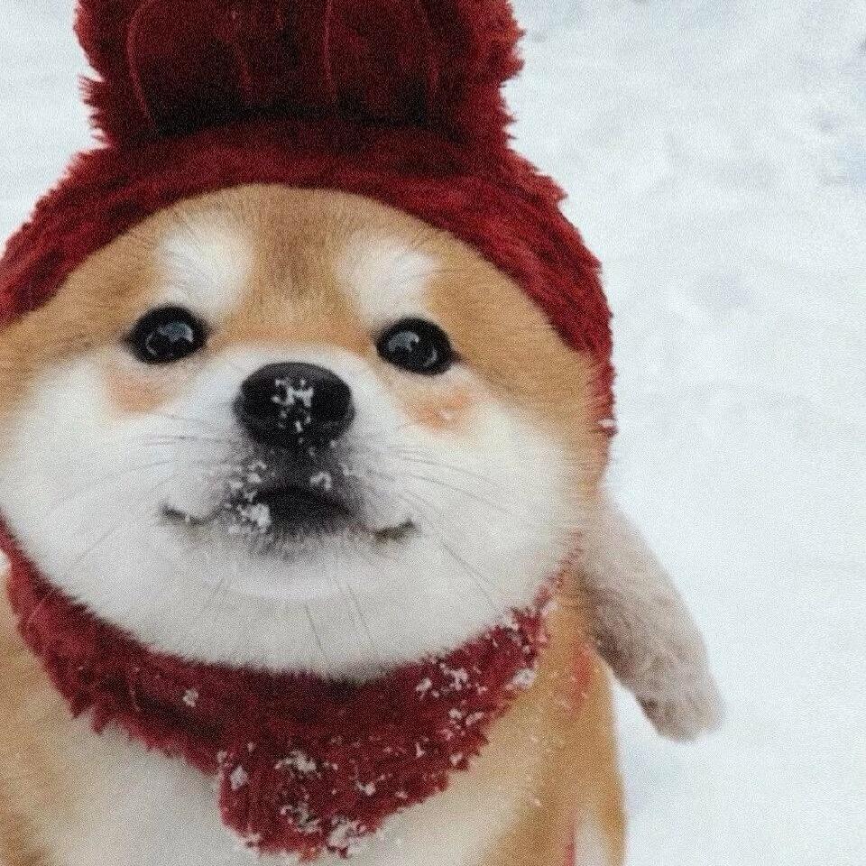 不吃蛋黄但吃蛋黄派