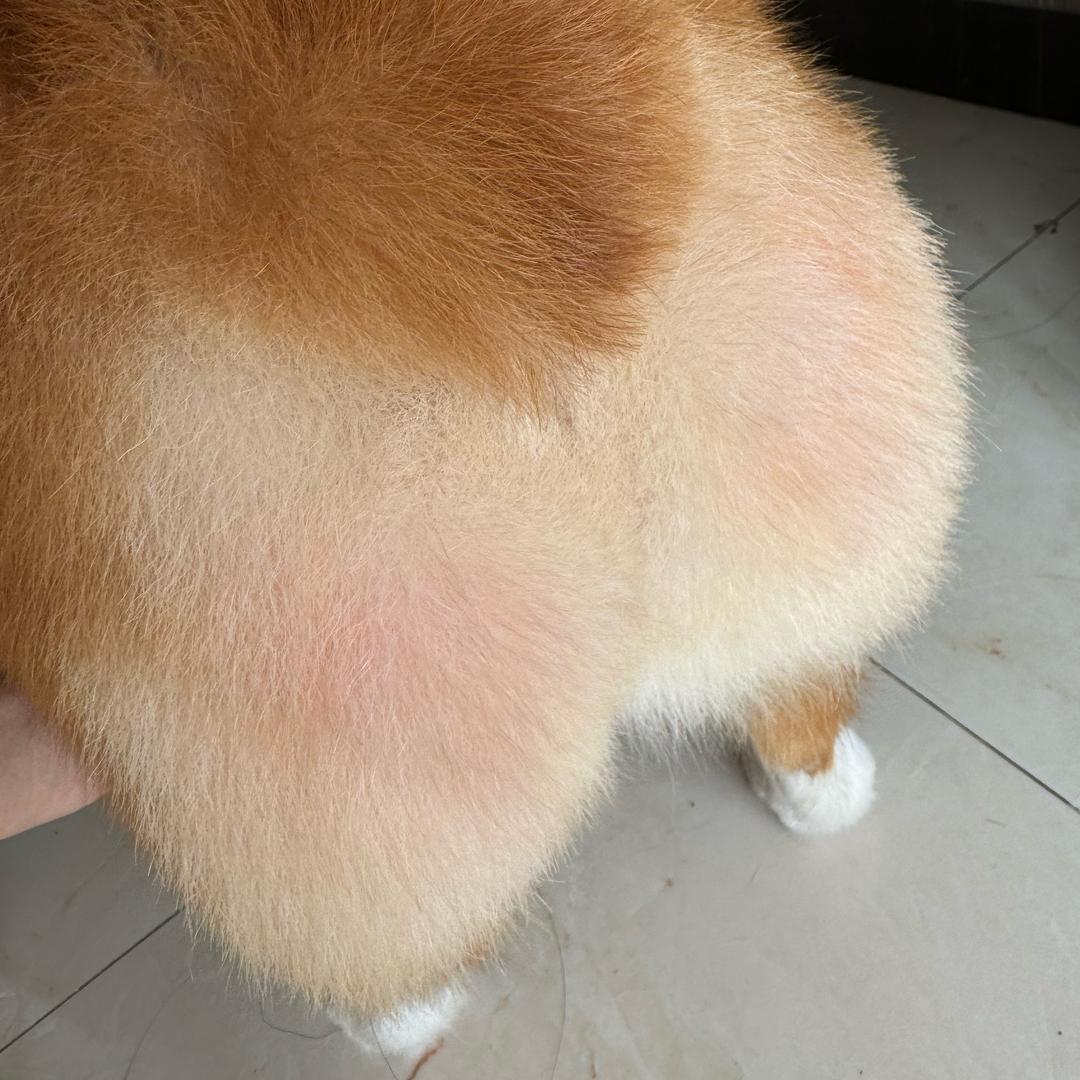 🍑罐罐小丸子🍡