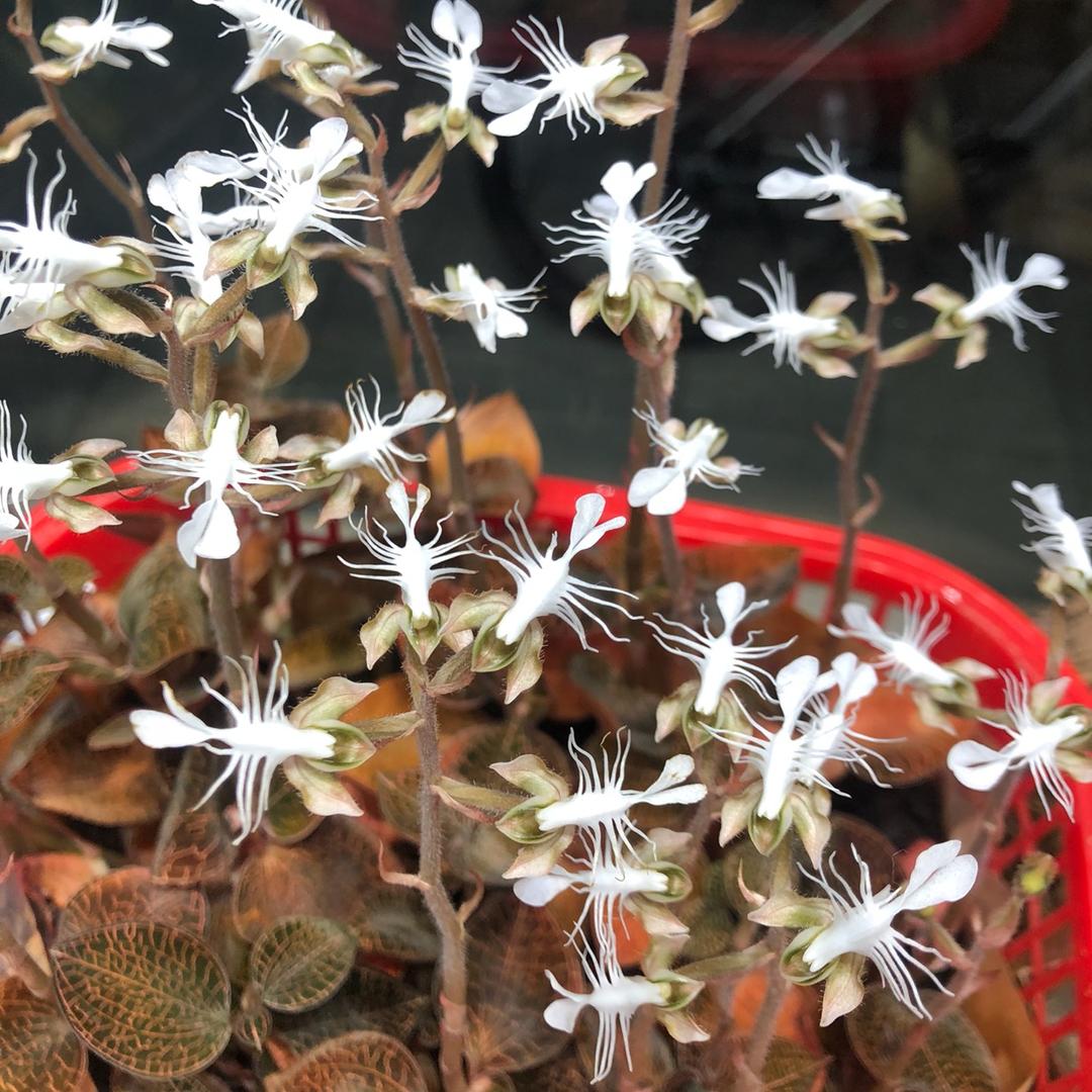 南靖小辉金线莲种植