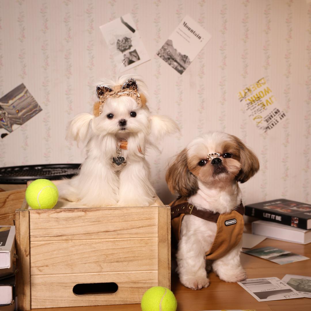 小紫的猫狗天团（省钱版）