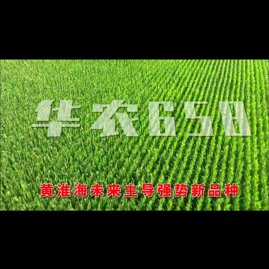 华农658-鲁西北