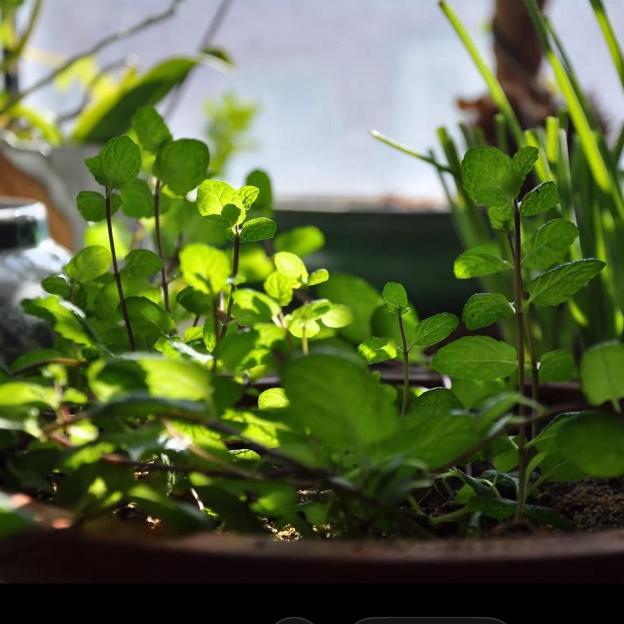 汤汤与草本日记